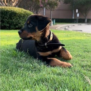 Meet your Posher, Maxx